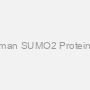 Recombinant Human SUMO2 Protein, GST, E.coli-2ug